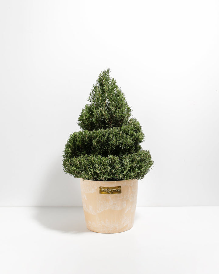 2.5' Living Rosemary Spiral Christmas Tree