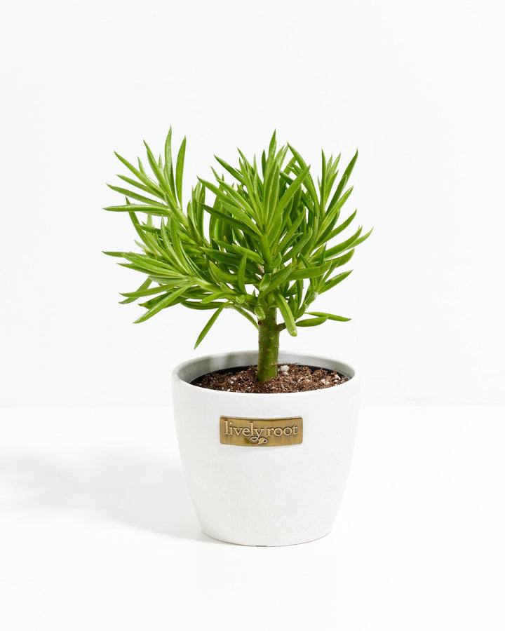 bean house plant Peperomia Green Bean | House Plants