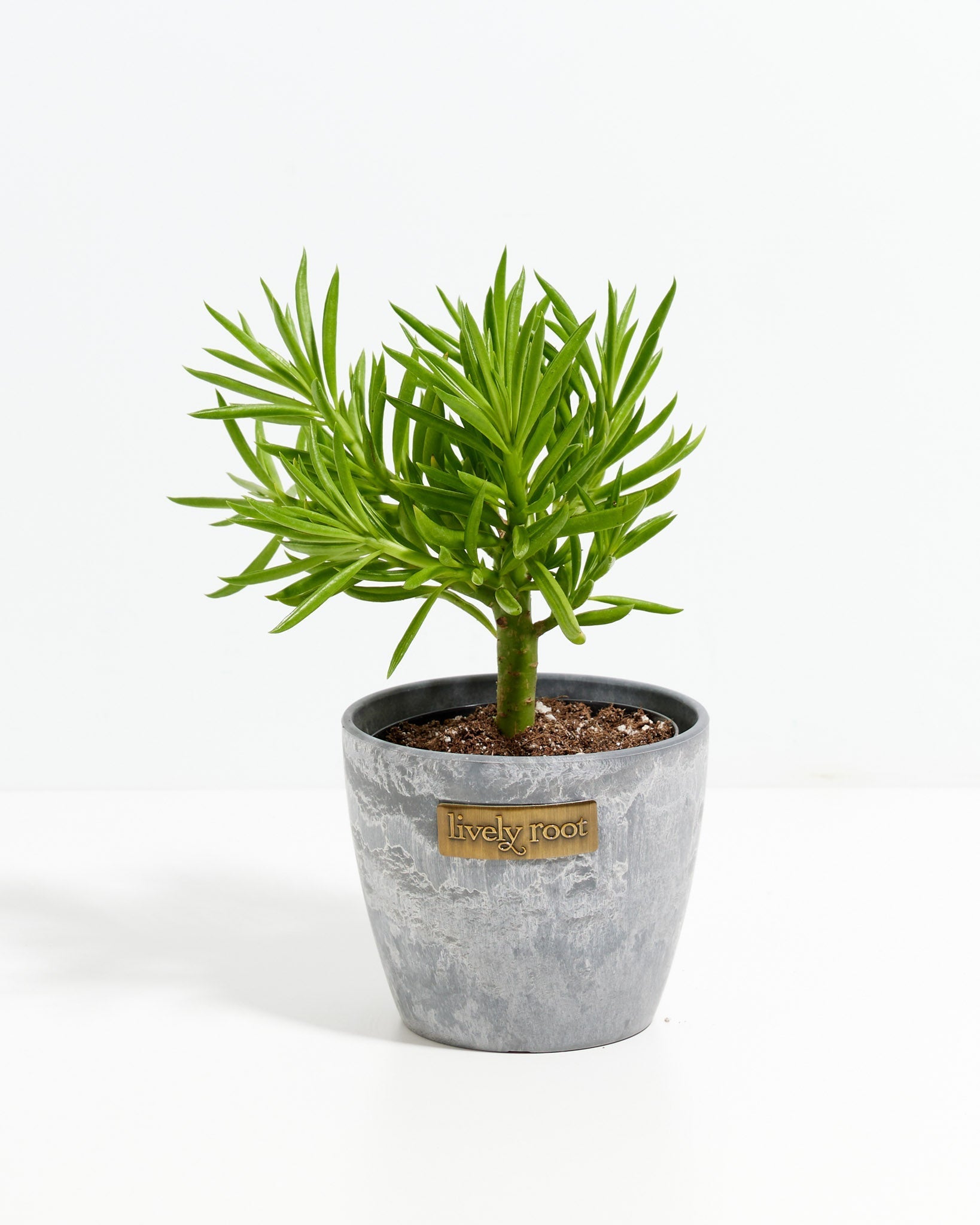 string bean succulent Peperomia Green Bean | House Plants
