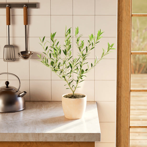 Potted Indoor Olive Tree on a kitchen counter with tiled wall and utensils in the background.