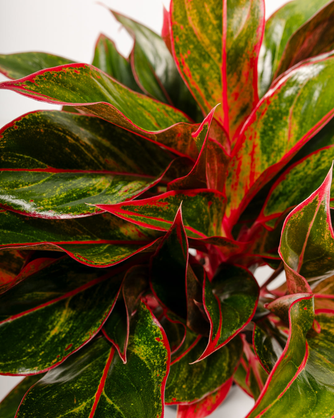 aglaonema siam plant Aglaonema Red Siam For Sale Including Care Guide Medium / Eco Pot / Earl Grey