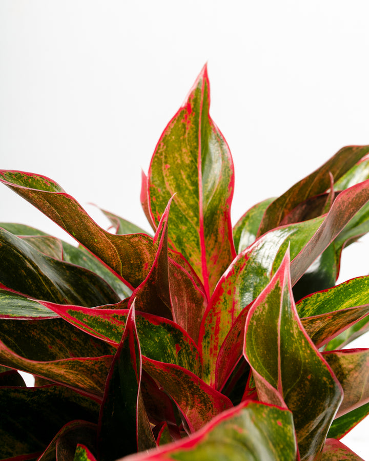 aglaonema chameleon Aglaonema Red Siam For Sale Including Care Guide
