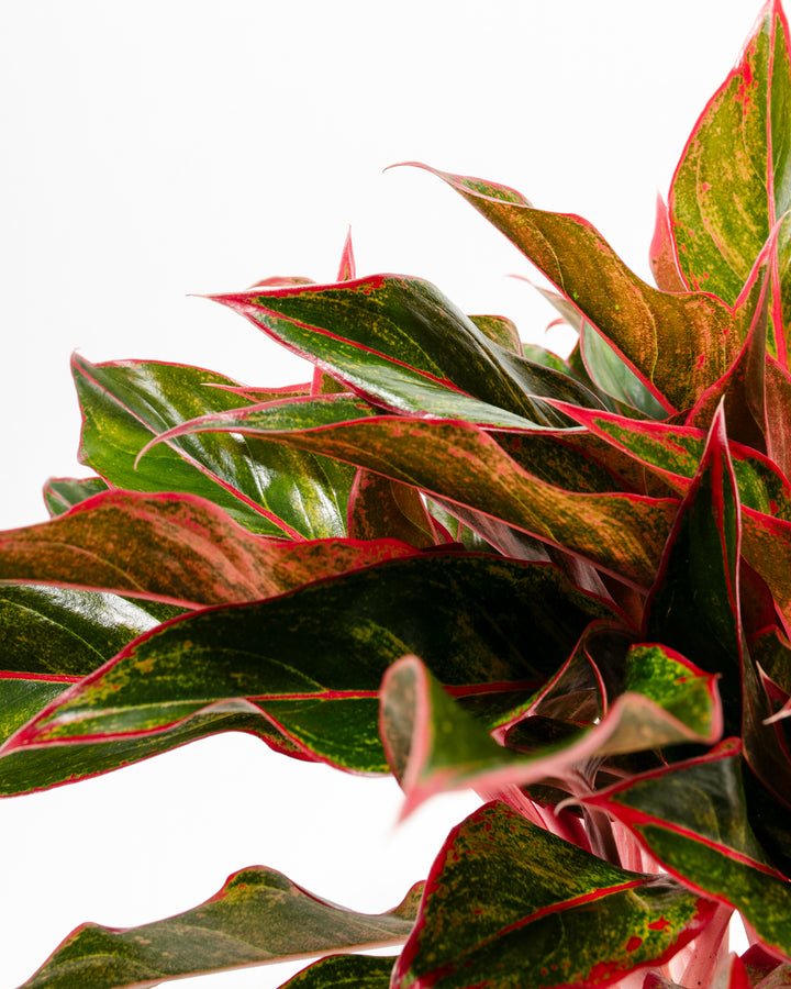 aglaonema gemini supreme Aglaonema Red Siam For Sale Including Care Guide