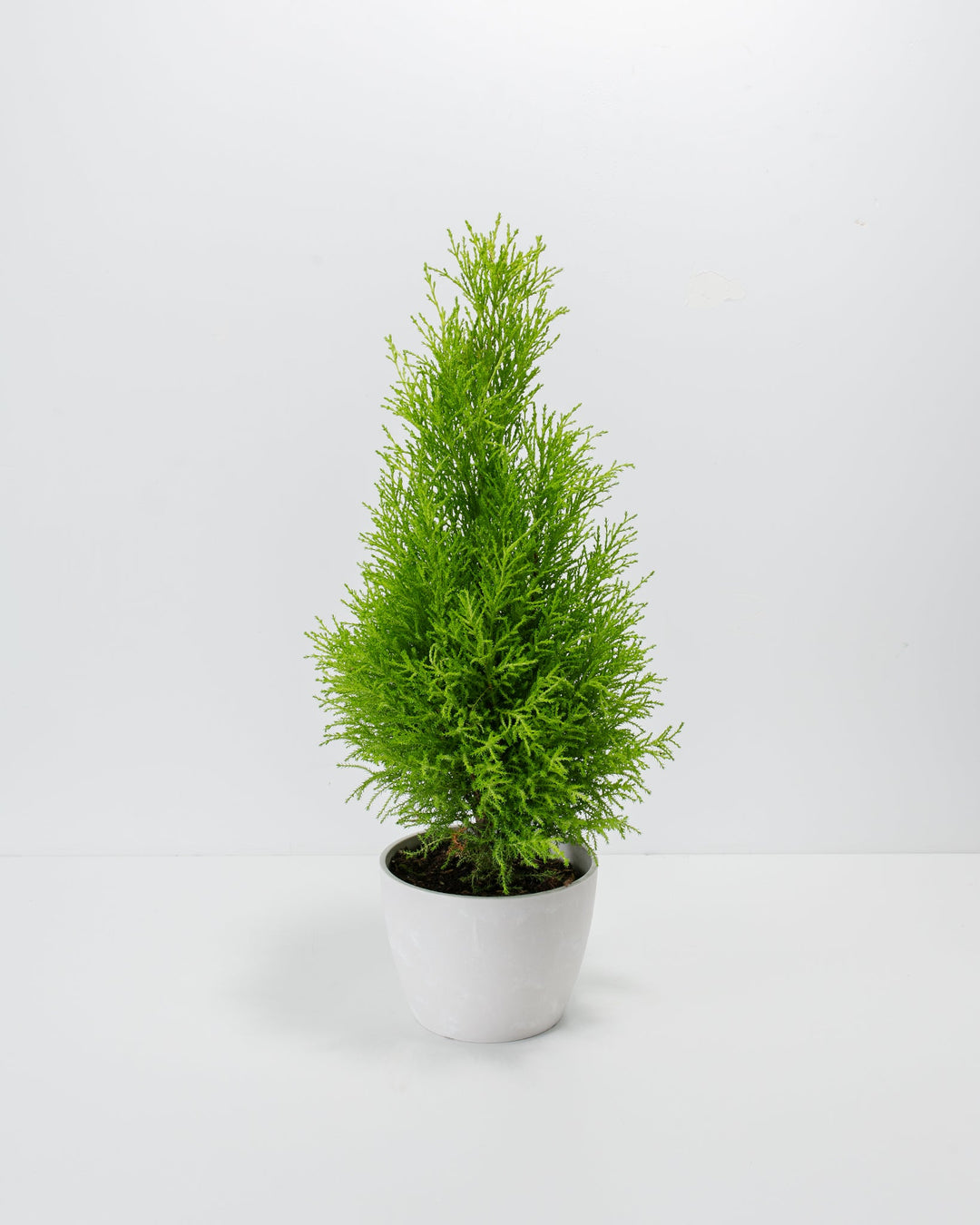 cypress indoor plant Lemon Cypress Tree | Holiday Plants