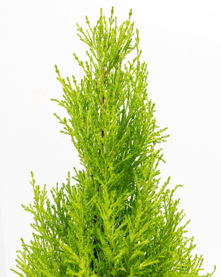 lipo c cypress Lemon Cypress Tree | Holiday Plants