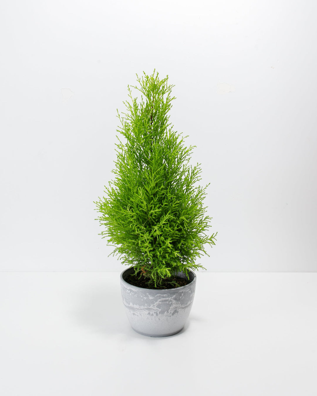 lemon cypress bonsai tree Lemon Cypress Tree | Holiday Plants