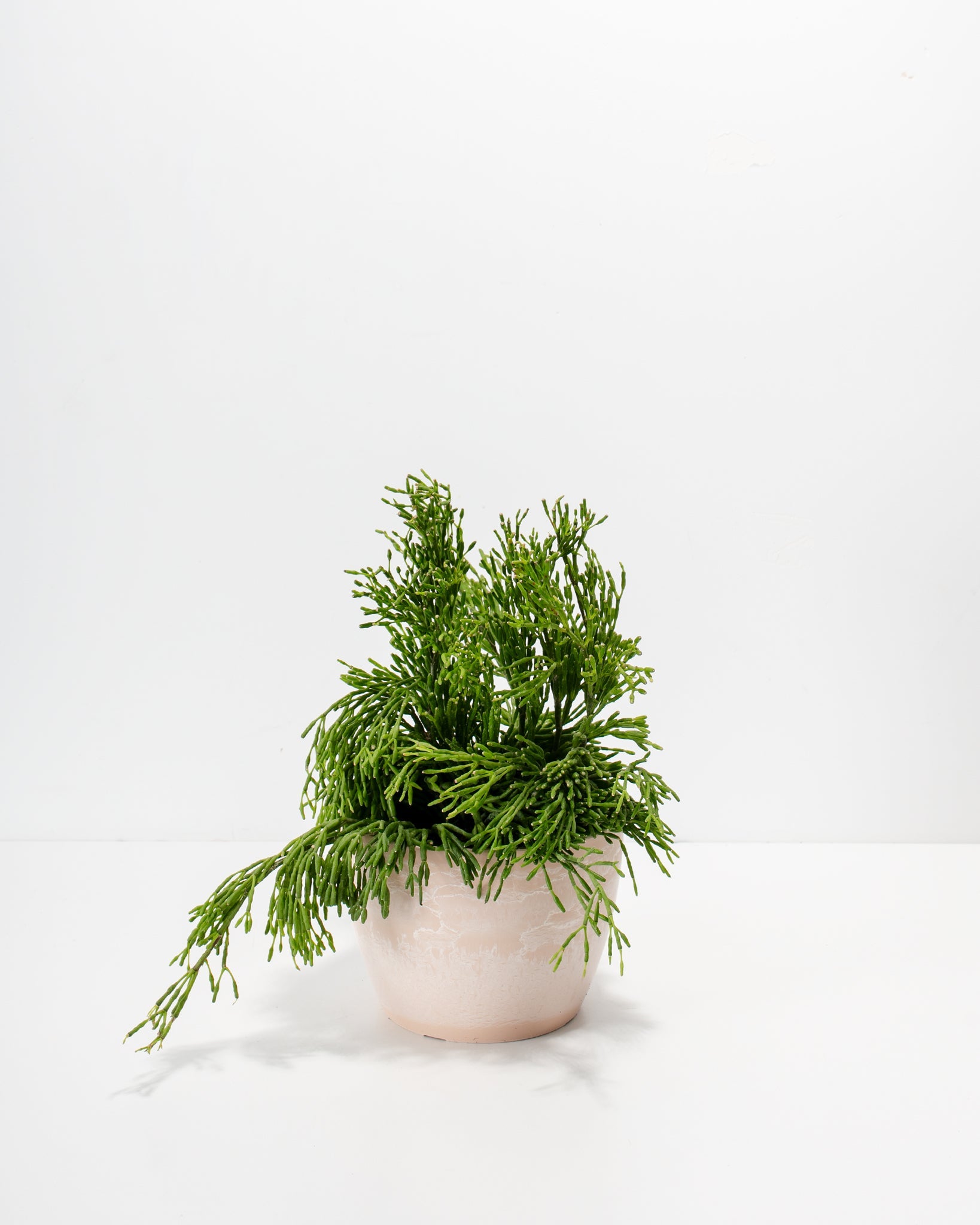 Mistletoe Cactus