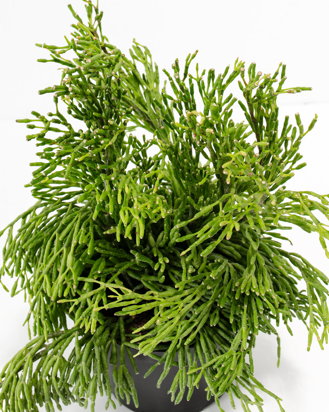 mistletoe cactus soil Mistletoe Cactus | Holiday Plants Delivered