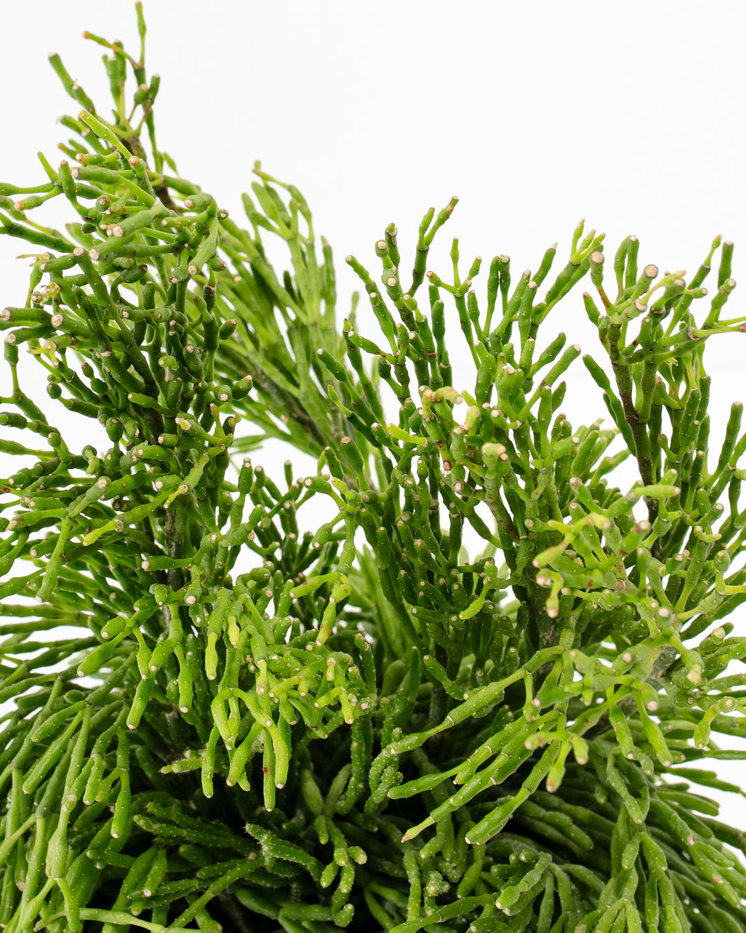 mistletoe succulent Mistletoe Cactus | Holiday Plants Delivered
