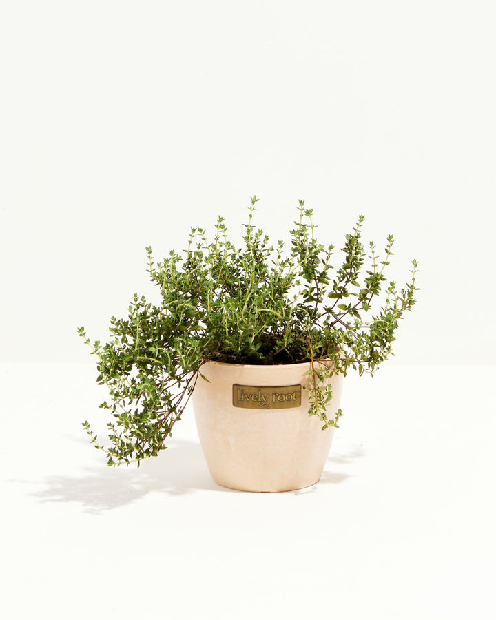 thyme plant in pot Thyme French Plant For Sale, Including Care Guide