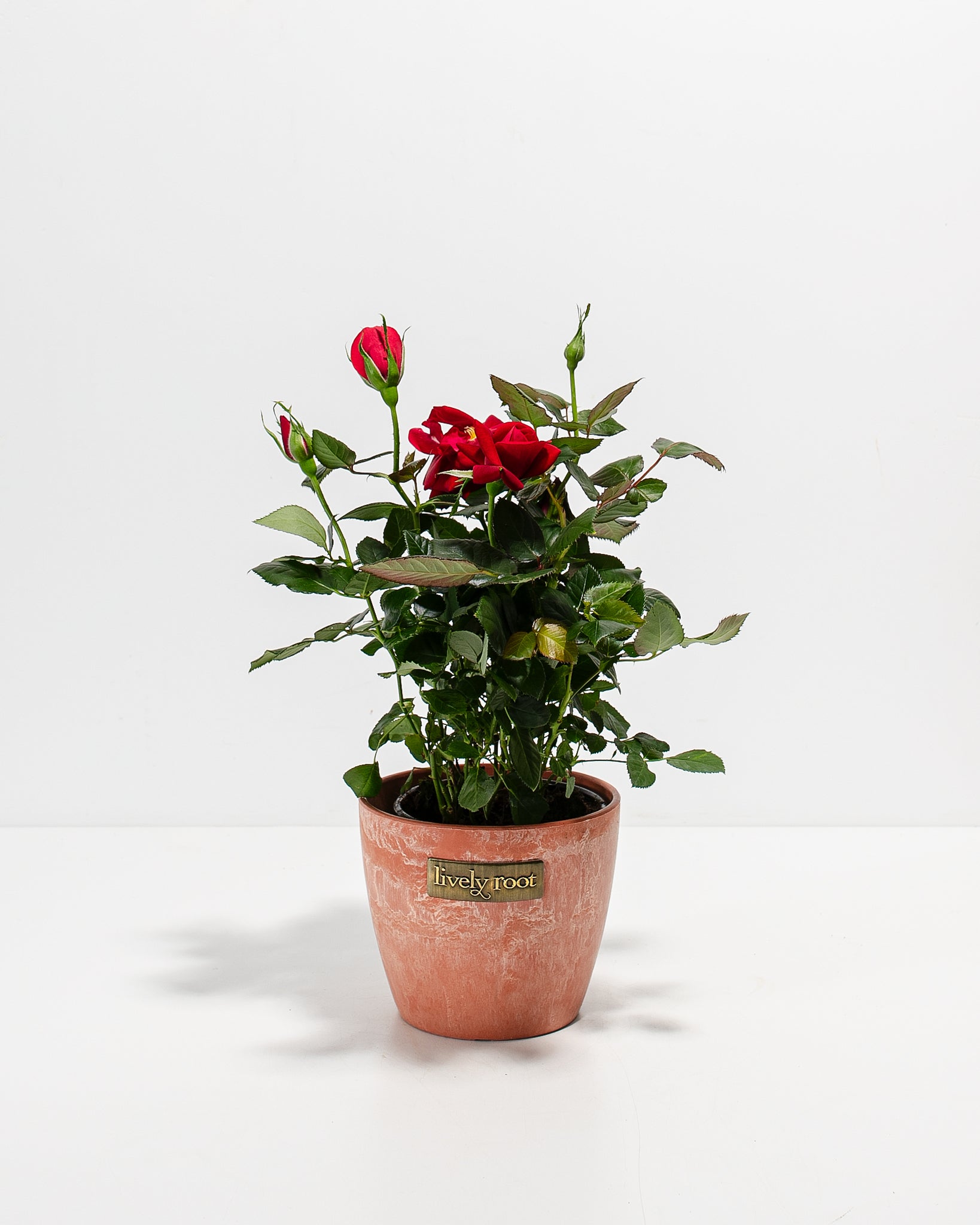 Deep Red Mini Roses Crimson Red Miniature Roses | Delicate Fragrance Flowers Plant