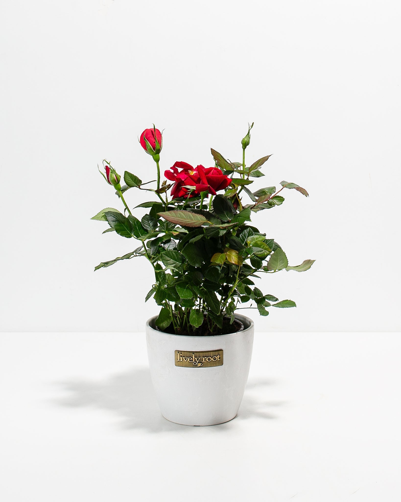 Crimson Red Miniature Roses | Delicate Fragrance Flowers Plant