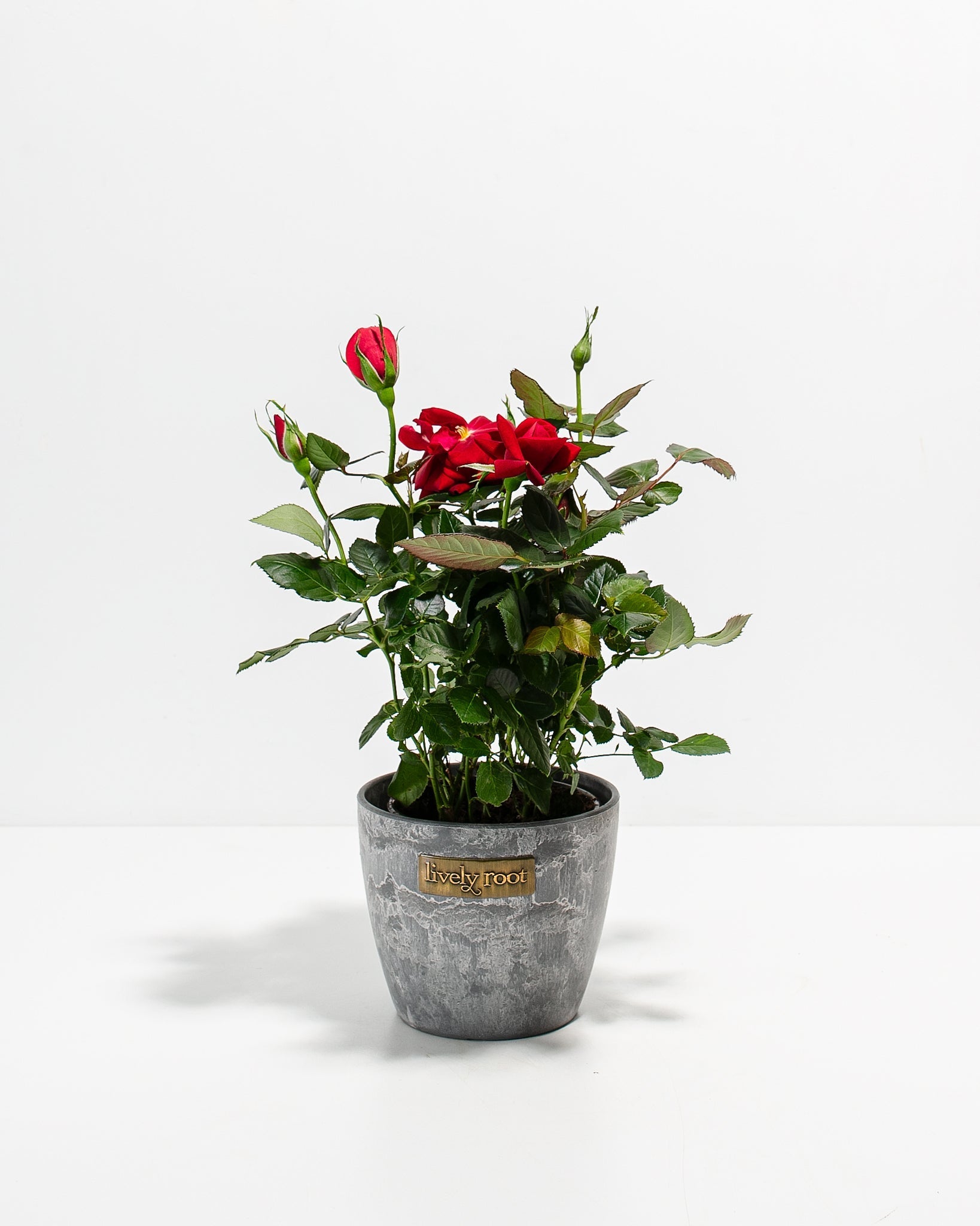 Deep Red Mini Roses Crimson Red Miniature Roses | Delicate Fragrance Flowers Plant