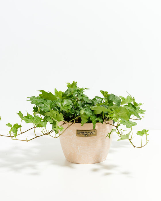 English Ivy Plant (Hedera helix) in beige pot - Lush trailing green ivy foliage, classic easy care houseplant