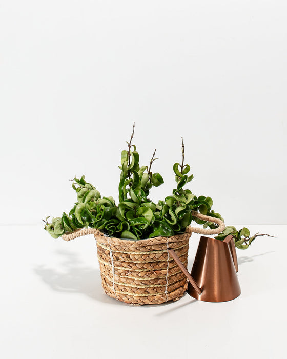 Hoya Rope Plant in a woven basket alongside a copper watering can, ready for gifting