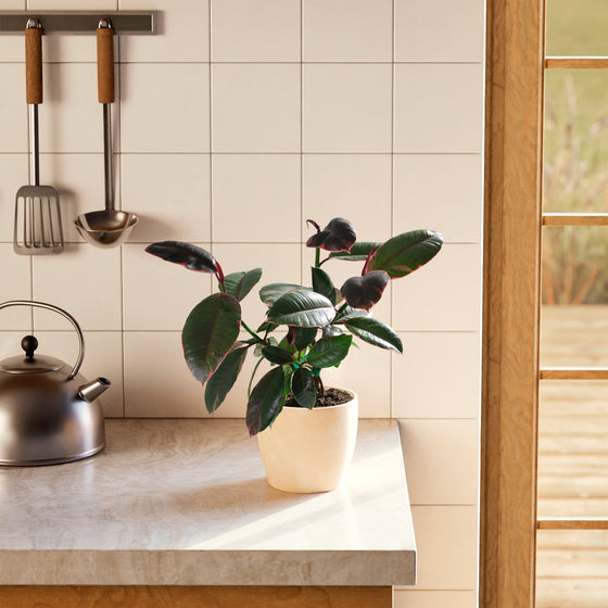 Ruby Rubber Tree Plant lifestyle graphic featuring a healthy plant with broad, variegated pink and dark green leaves, housed in a cream-colored ceramic planter and displayed on a light wood kitchen counter next to a white sink, with bright daylight streaming through an adjacent window.