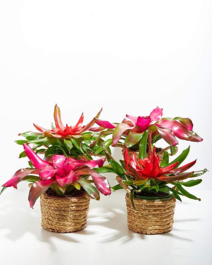 Neoregelia Bromeliad: 4 Pack