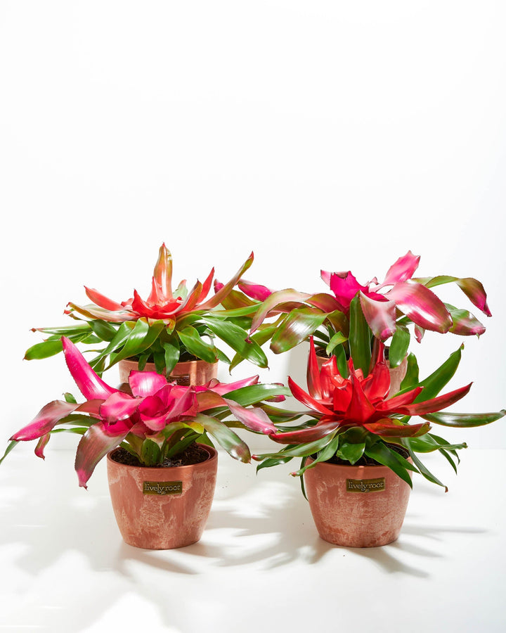 Neoregelia Bromeliad: 4 Pack