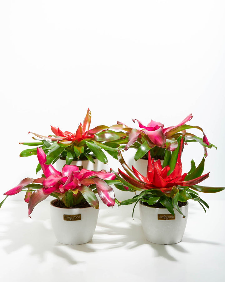 Neoregelia Bromeliad: 4 Pack