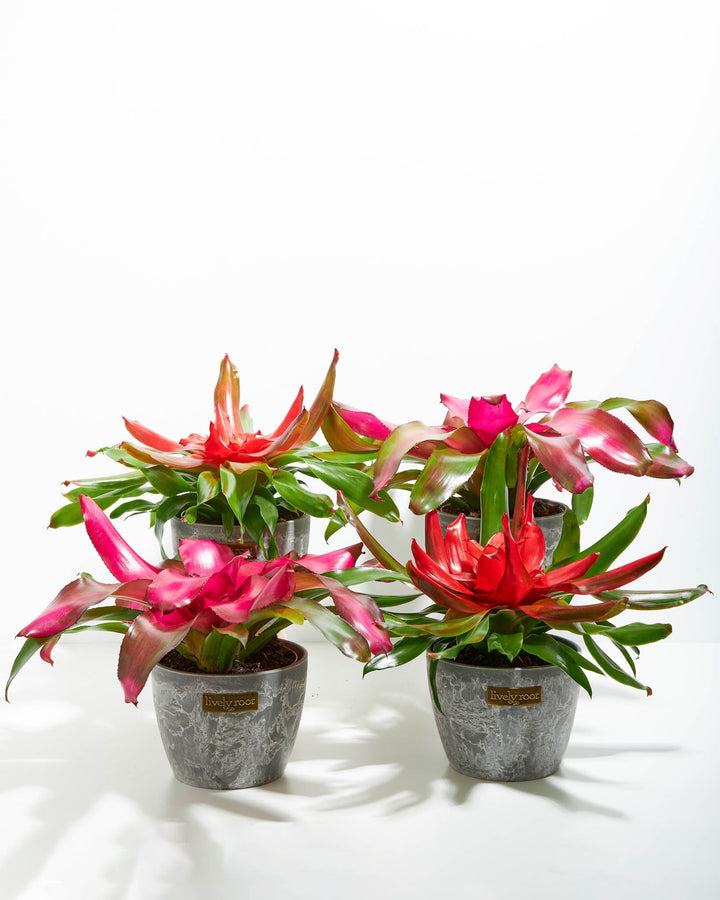 Neoregelia Bromeliad: 4 Pack