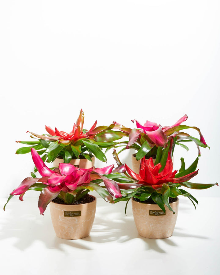 Neoregelia Bromeliad: 4 Pack