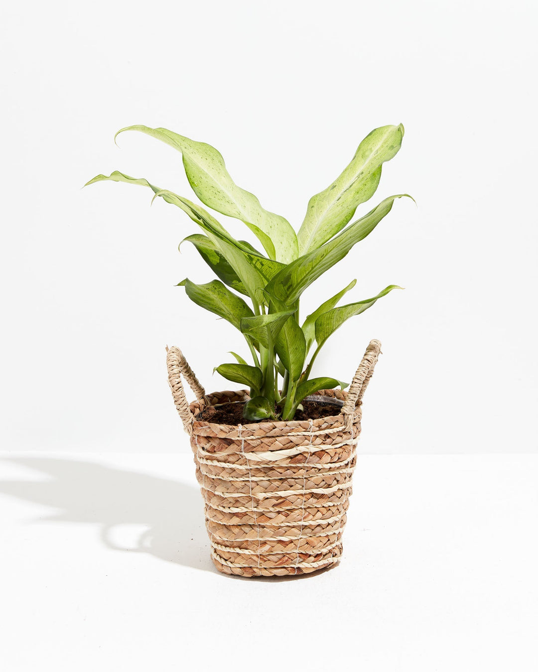 dieffenbachia camouflage variant Dieffenbachia Camouflage | Indoor Plants