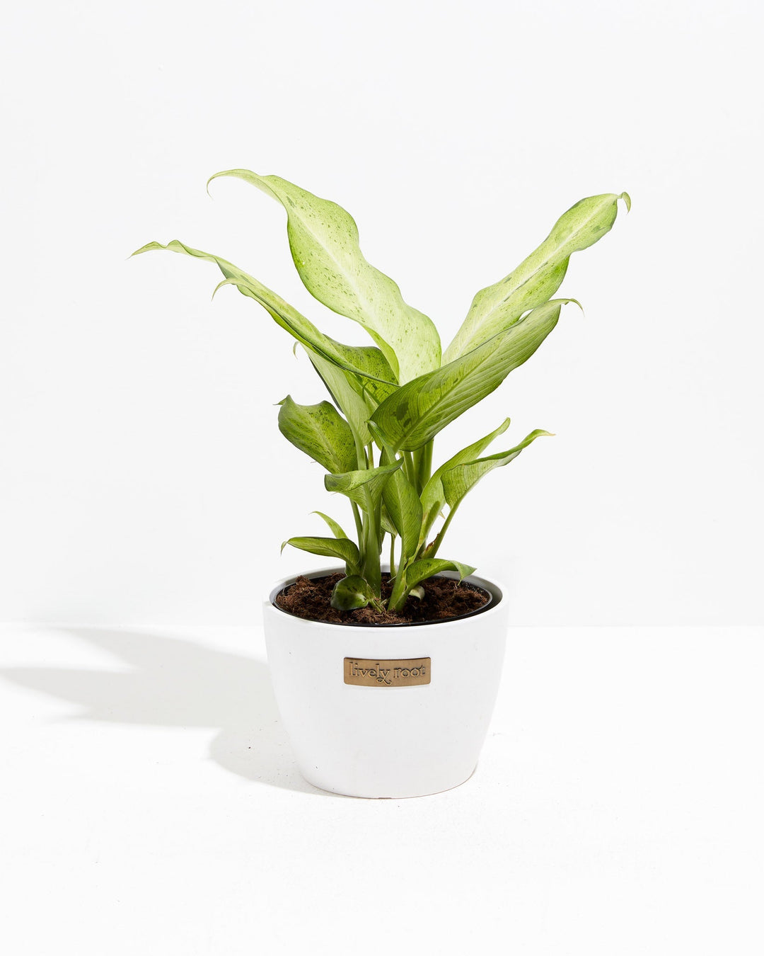 dieffenbachia camouflage plant Dieffenbachia Camouflage | Indoor Plants