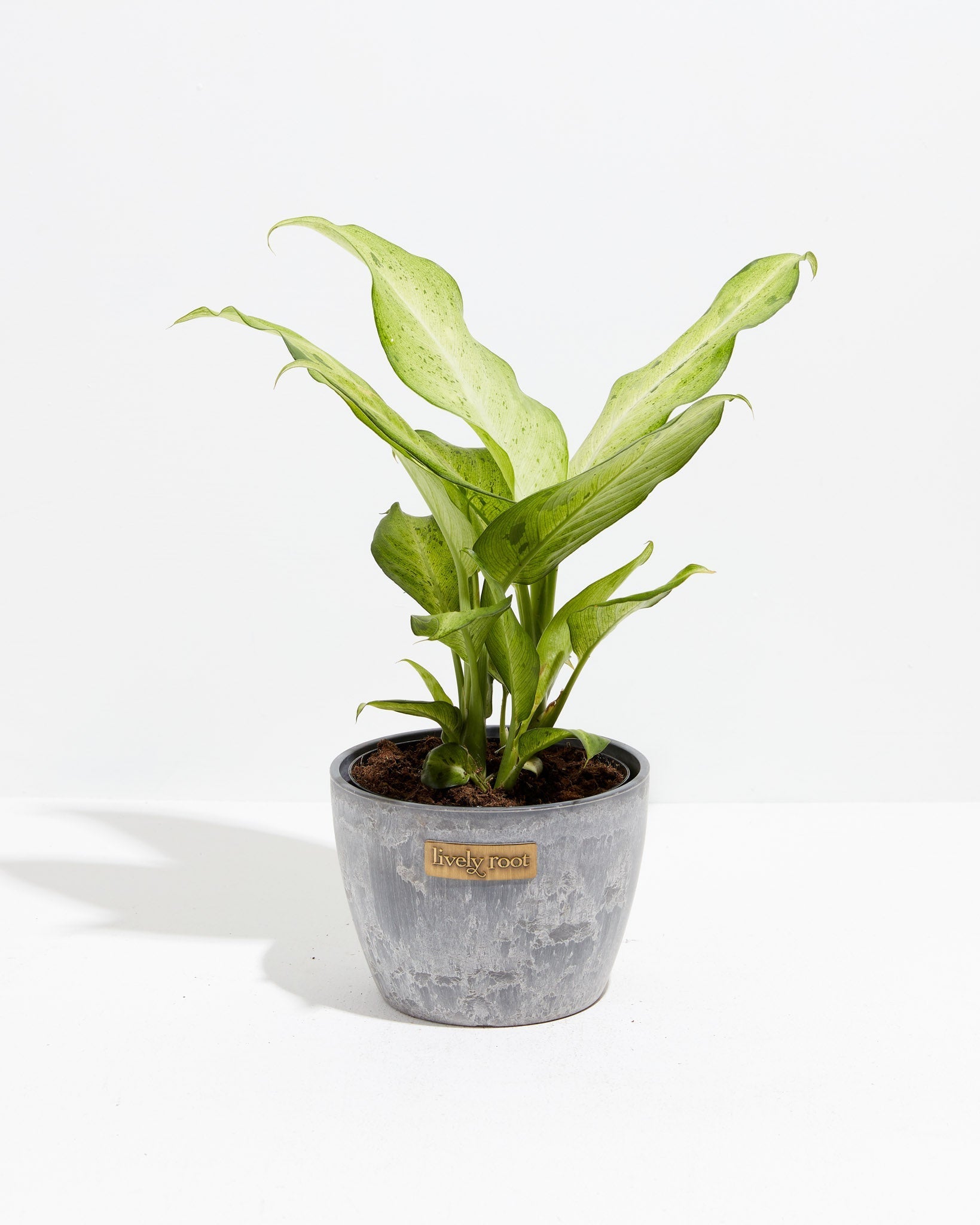dieffenbachia camouflage' care Dieffenbachia Camouflage | Indoor Plants