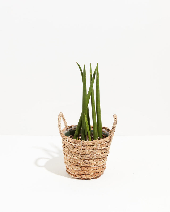 Sansevieria Cylindrica