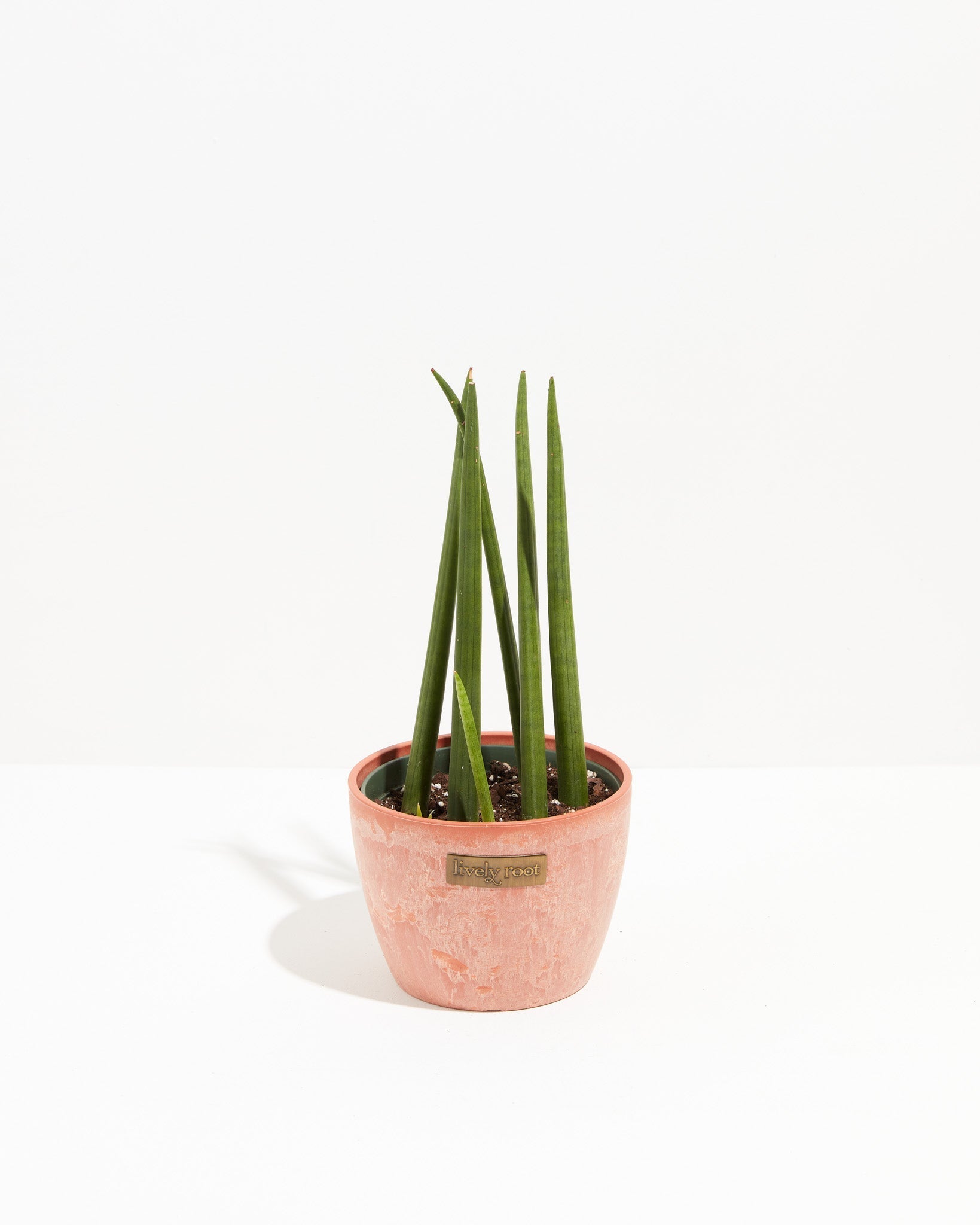 cylindrical succulent Sansevieria Cylindrica