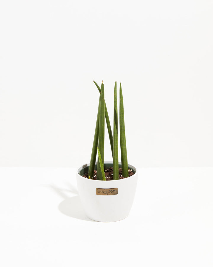Sansevieria Cylindrica