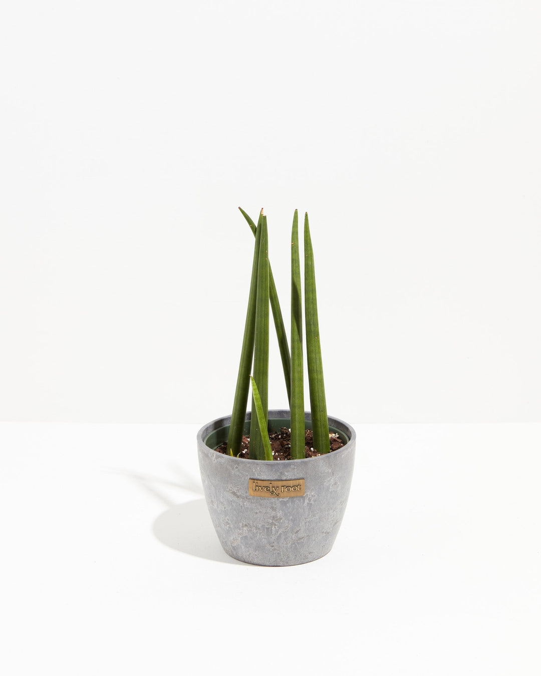 Sansevieria Cylindrica