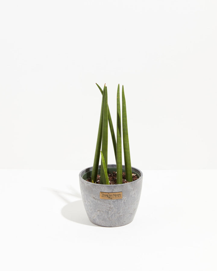 Sansevieria Cylindrica