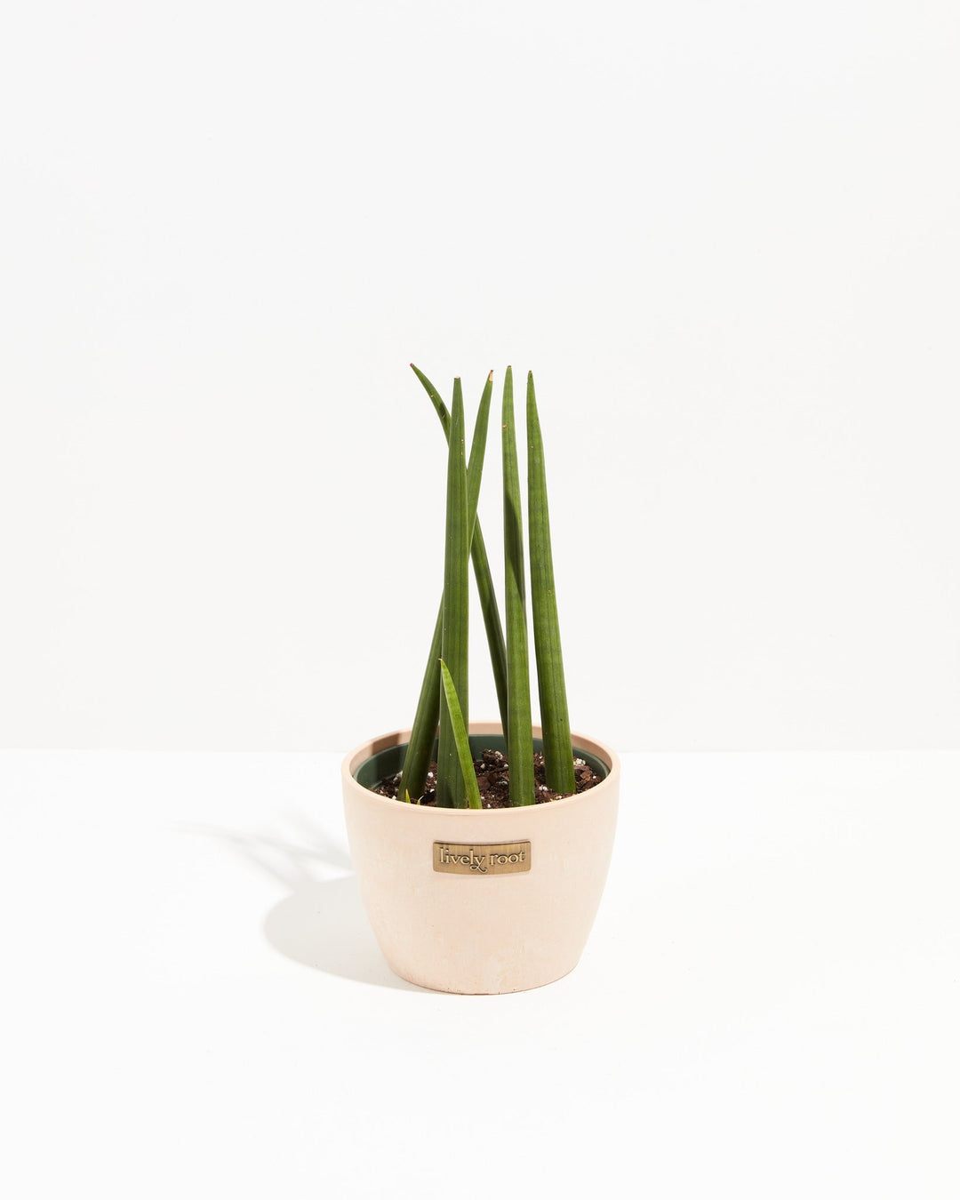 Sansevieria Cylindrica