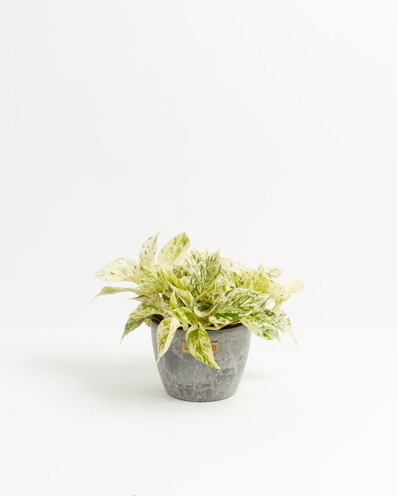 6-inch Marble Queen Pothos (Epipremnum aureum) with white and green variegated leaves in a gray Lively Root branded ceramic pot on white background