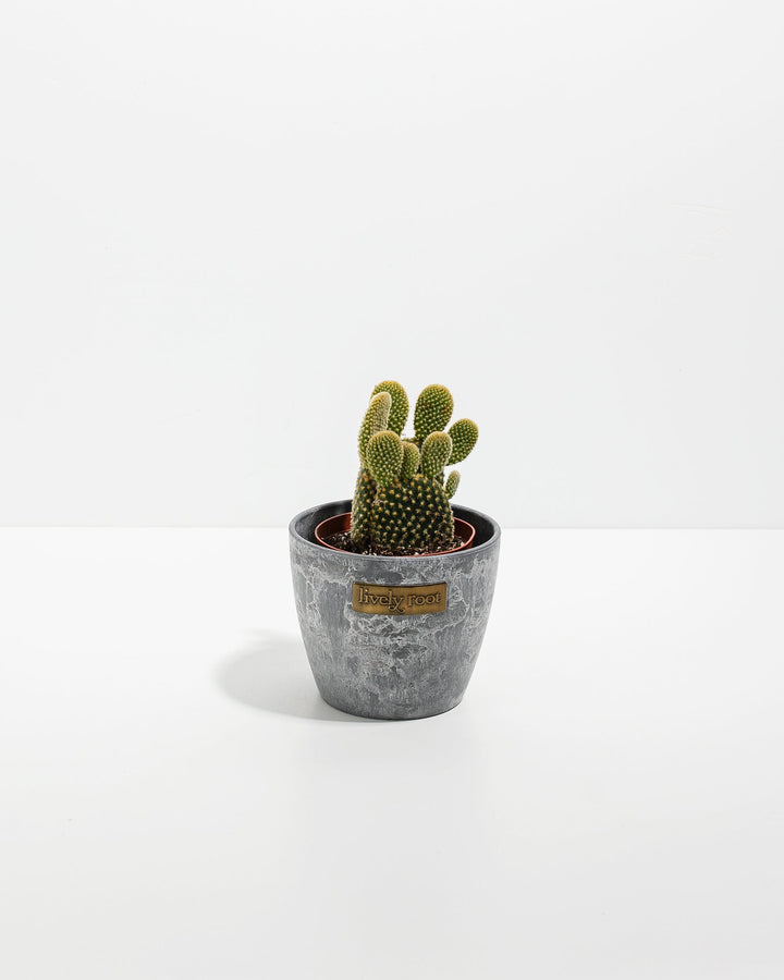 bunny ear succulent for sale Bunny Ear Cactus