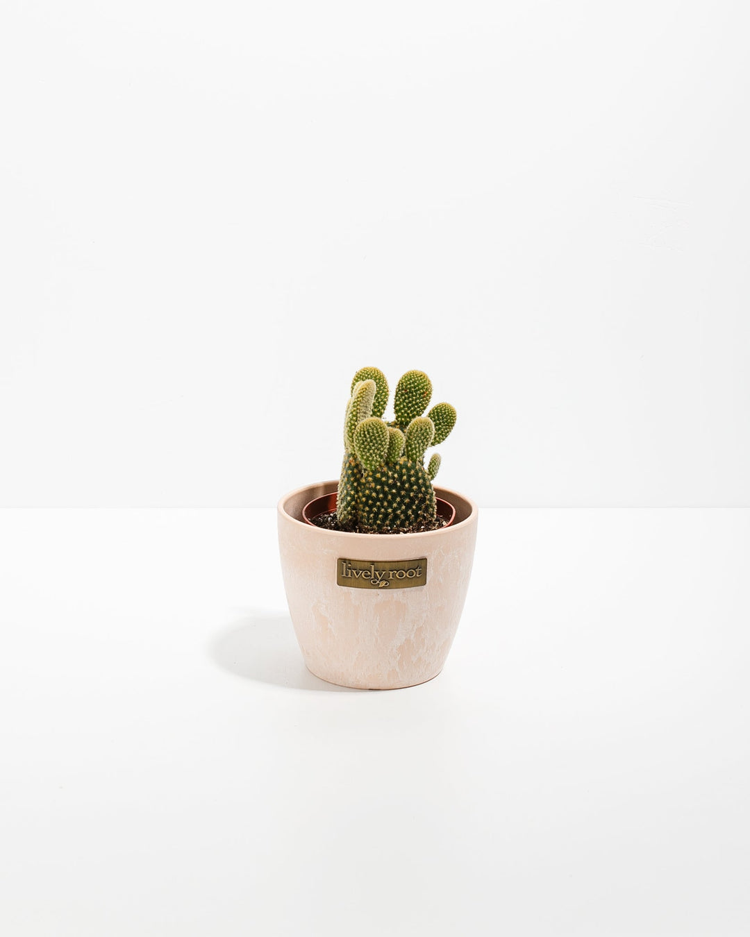 rabbit's ear plant indoor Bunny Ear Cactus