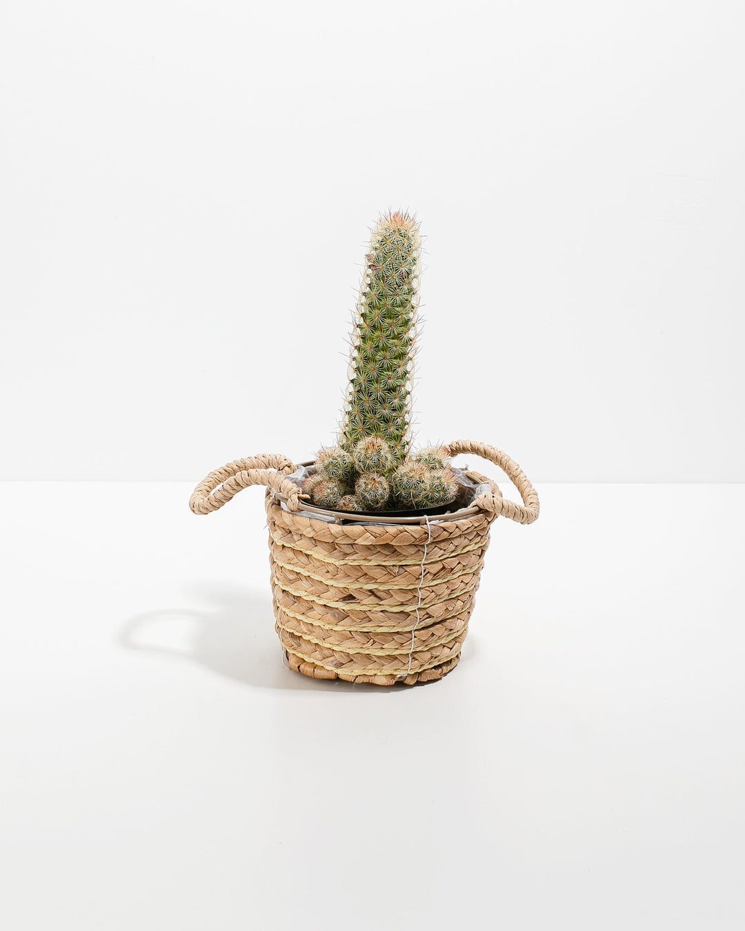 types of lady finger cactus Lady Finger Cactus