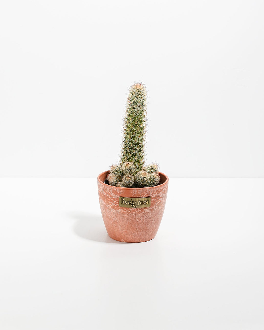 lady fingers succulent care Lady Finger Cactus