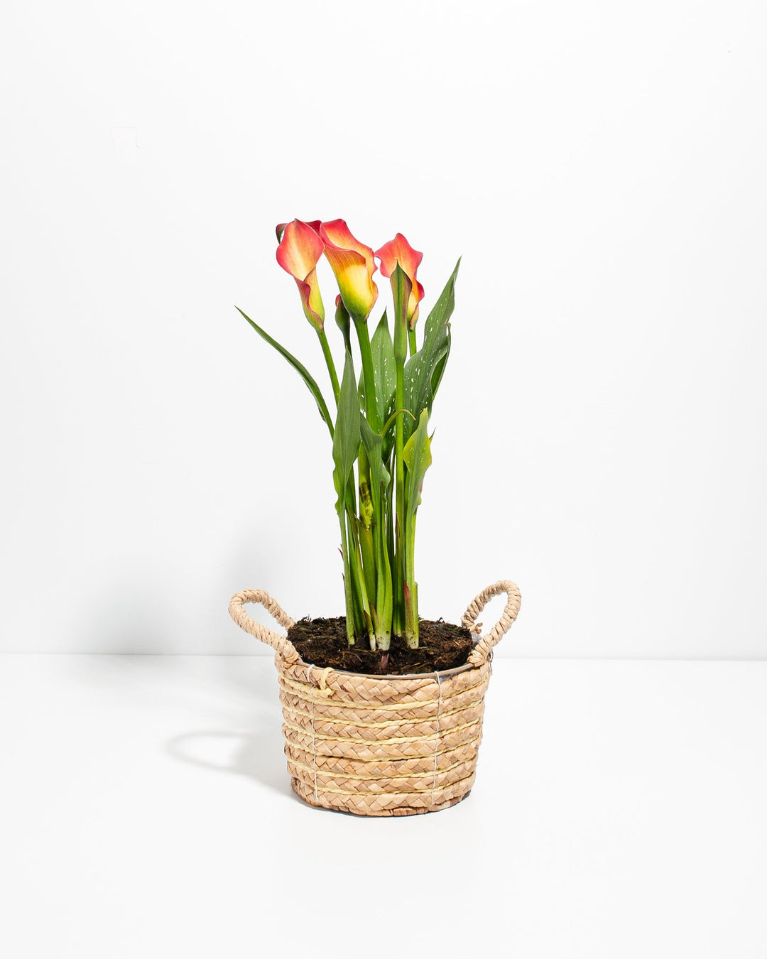 Blood Orange Calla Lily