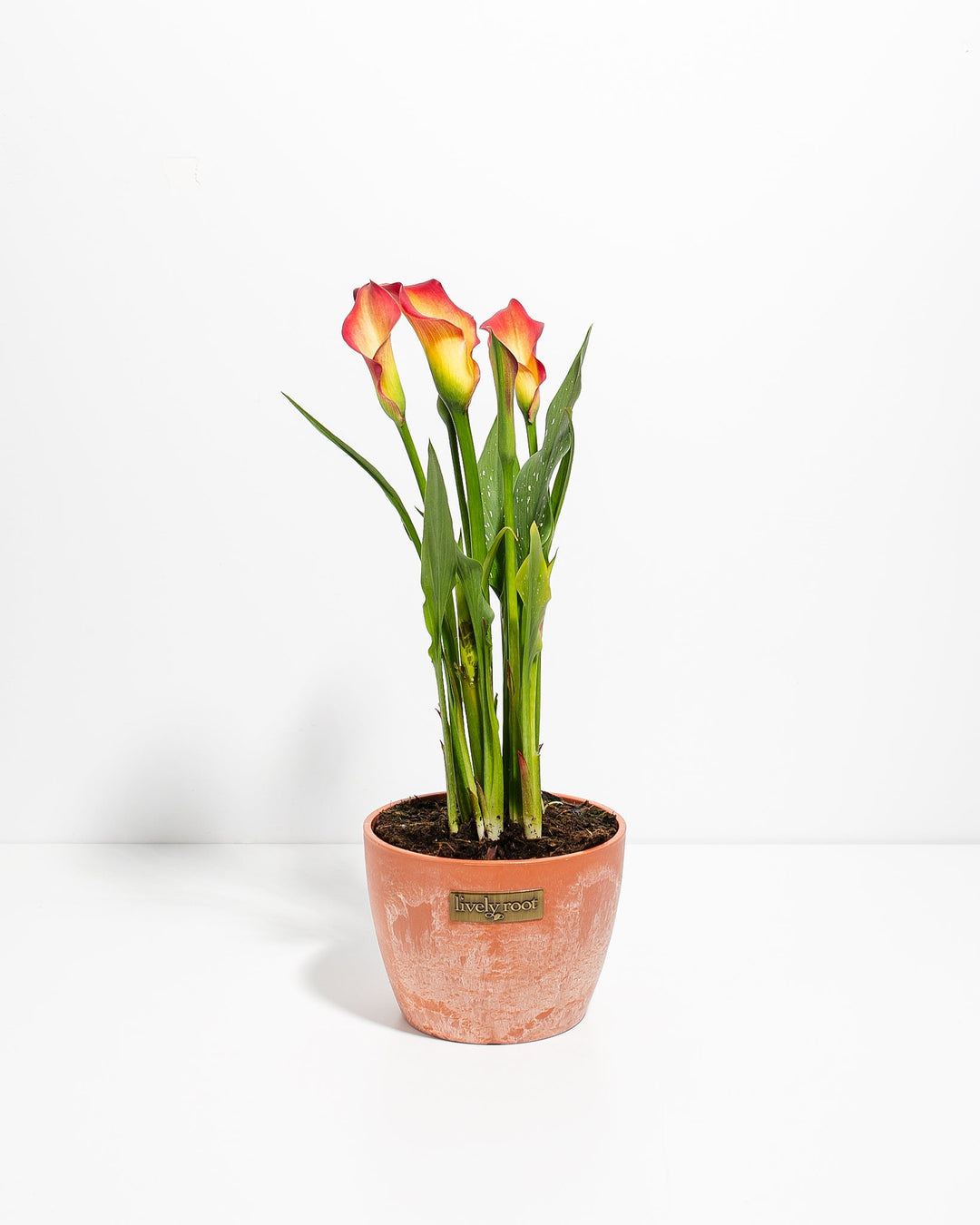 Blood Orange Calla Lily
