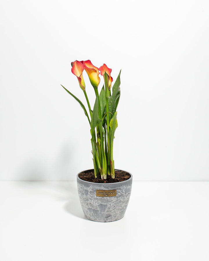 Blood Orange Calla Lily