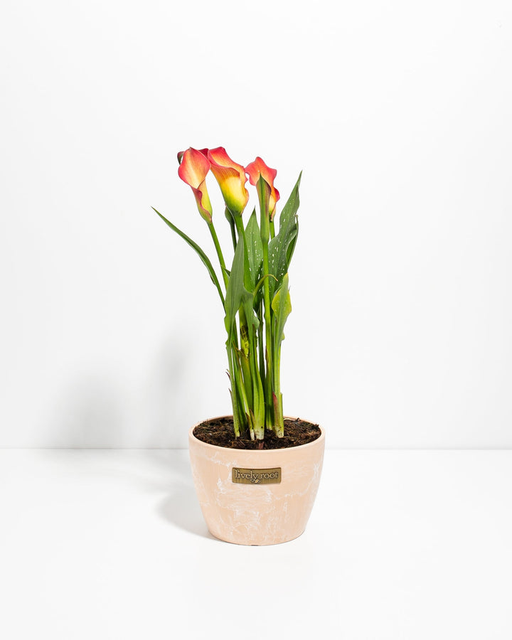 Blood Orange Calla Lily