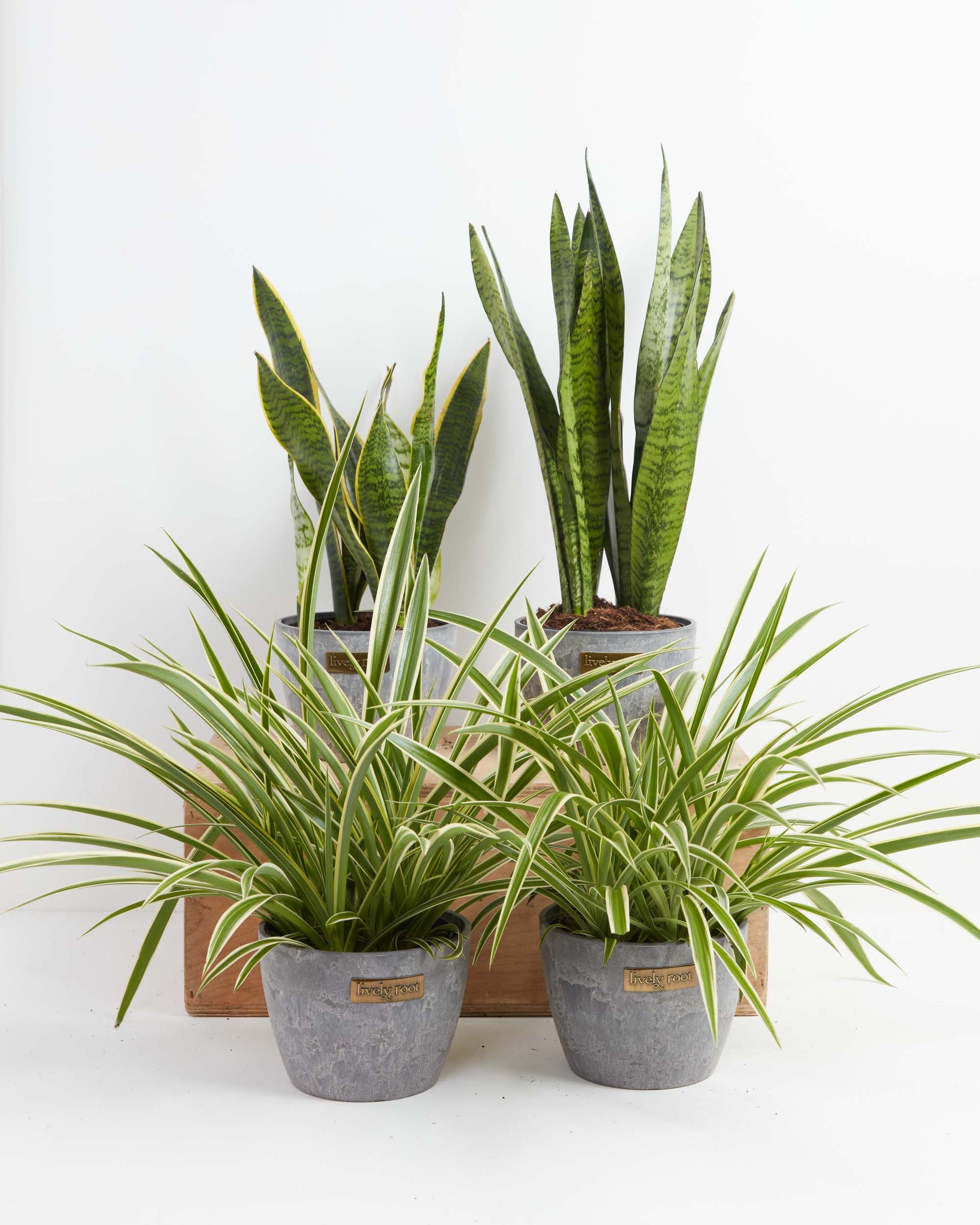 Overcome Your Fears Plant Bundle
