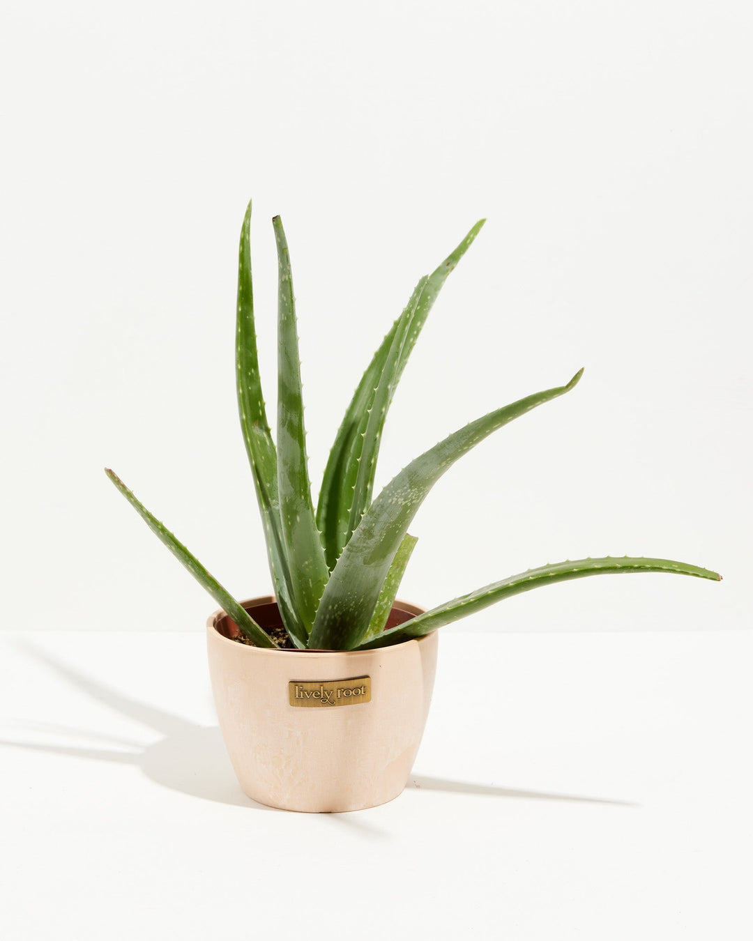 aloe vera plants delivered Aloe Vera Plant For Sale, Full Care Guide & Plant Insights Medium / Eco Pot / Chai