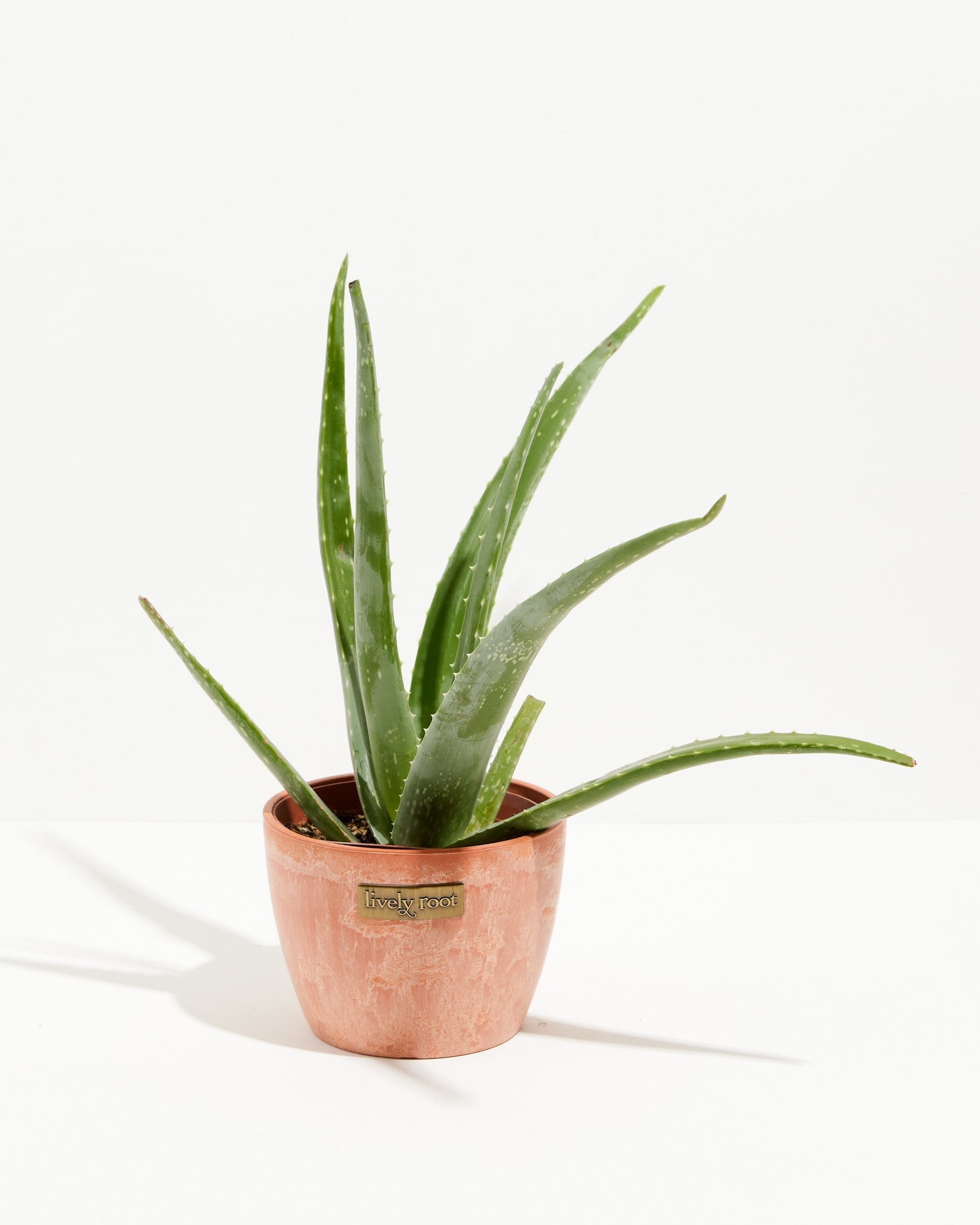 aloe vera plante Aloe Vera Plant For Sale, Full Care Guide & Plant Insights Medium / Eco Pot / Chai