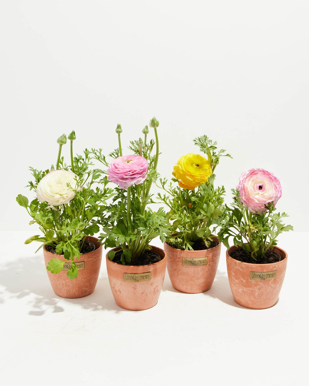 ranunculus potted plants for sale Ranunculus Red-Yellow Bicolor