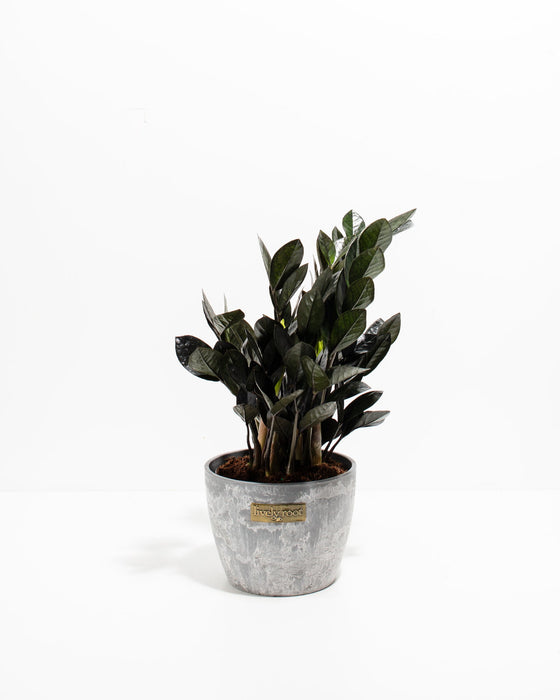 Black Raven ZZ Plant (Zamioculcas zamiifolia 'Raven') in a gray marbled Lively Root pot with dramatic deep purple-black glossy leaves on a white background
