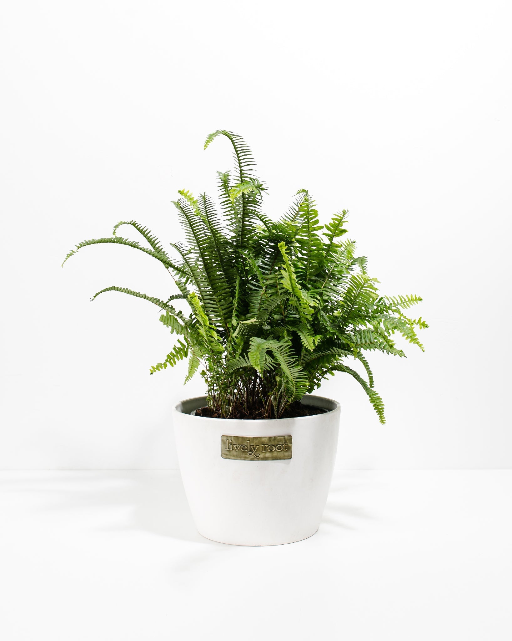 kimberly's indoor plants Kimberly Queen Fern | Air Purifying