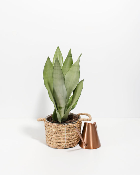 Sansevieria Moonshine Snake Plant in woven seagrass basket planter with copper watering can on white background